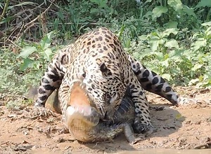 Cá sấu Caiman bị báo đốm hạ sát ngay tại địa bàn