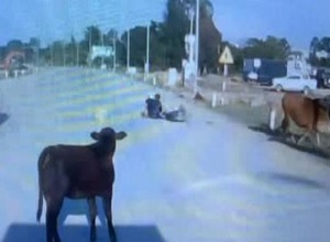 Bò lao ra đường húc xe máy, 2 người gặp tai họa