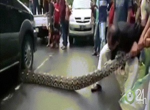 Choáng với trăn anaconda khổng lồ, dài tới 10m