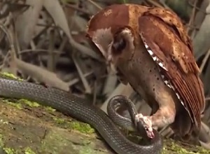 Bị 'vua bóng đêm' cú mèo hạ sát, rắn phản đòn trong vô vọng