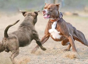 Những điều chưa biết về 'vua chó chọi' Pitbull