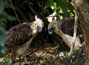 Khám phá loài chim ăn thịt 'khủng' nhất thế giới