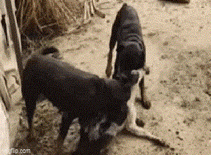 Chó Desi bị 2 con chó Rottweiler tấn công dữ dội, lôi xềnh xệch