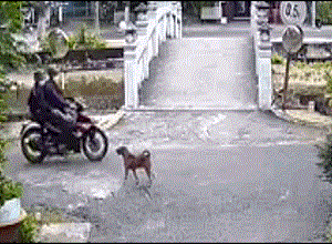 Cận cảnh màn trộm chó nhanh như chớp ngay giữa ban ngày