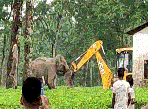 Voi mẹ hùng hổ lao tới 'đánh nhau' với máy xúc để bảo vệ con
