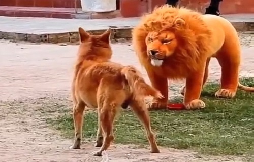 Thanh niên rảnh rỗi mỗi ngày lại ra đường "chọc chó"