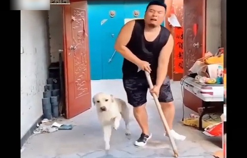 Cười không ngậm được mồm với những chú chó bá đạo nhất hệ mặt trời