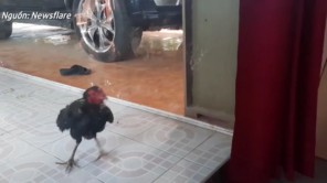 Gà trống kiệt sức vì đánh nhau với ‘đối thủ’ qua cửa kính
