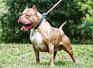 Pitbull bị chó Kangal tấn công, cắn xé kinh hoàng trên phố
