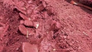 Phát hiện hóa thạch khủng long khổng lồ 180 triệu năm tuổi