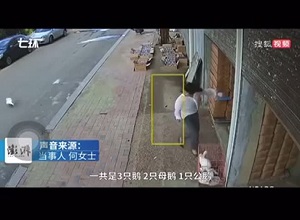 Người phụ nữ bị ngỗng 'truy đuổi' suốt nửa năm trời chỉ vì một lần 'trót dại'