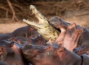 Đàn hà mã Châu Phi hiếu chiến, tấn công cá sấu điên cuồng