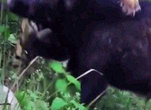 Lợn rừng "tử chiến" quyết giành giật mạng sống với hổ dữ và cái kết