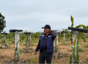 Sự Khác Biêt Khi Có Những Hạt Mưa - Vườn Thanh Long Đỏ Đậu Trĩu Quả (phần 1)