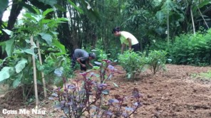 Chè con ong thơm ngon tự tay Mẹ làm P1