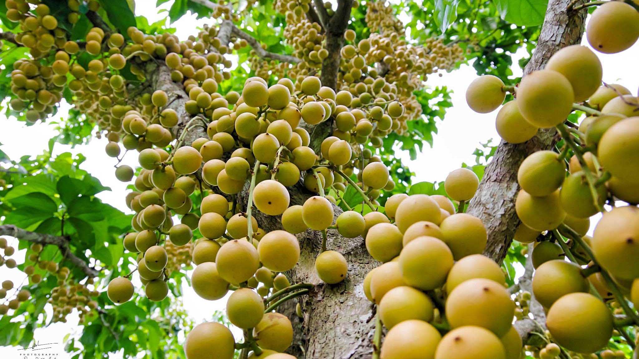 Thưởng Thức DÂU DA ĐẤT tại Bán Đảo Sơn Trà Đà Nẵng