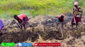 Người Dân Bản Háo Hức Trong Ngày Đầu Thực Hiện Ước Mơ Lúa Gạo (phần 8)