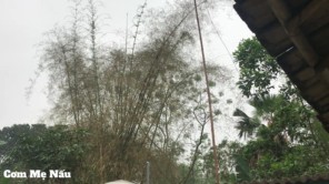 Cơm Mẹ Nấu - Rau lầu lầu là món ăn đặc sản Quê Hương Của Mẹ P6