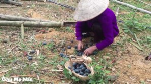 Mẹ thu hoạch Quả Cọ Về Ỏm Ăn Ngọt Bùi Béo Ngậy P1