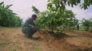 Trà Đào Cam Sả Lần Đầu Xuất Hiện Tại Châu Phi (phần 4)