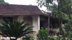 Mẹ thu hoạch Quả Cọ Về Ỏm Ăn Ngọt Bùi Béo Ngậy P6