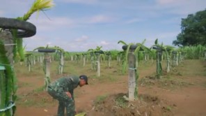 Trà Đào Cam Sả Lần Đầu Xuất Hiện Tại Châu Phi (phần 8)