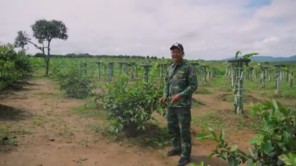 Trà Đào Cam Sả Lần Đầu Xuất Hiện Tại Châu Phi (phần 9)