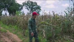 Hàng Tấn Lương Thực Được Mang Về Nông Trại Quang Linh Farm (phần 4)