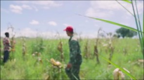 Hàng Tấn Lương Thực Được Mang Về Nông Trại Quang Linh Farm (phần 9)