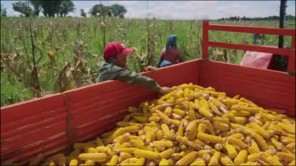 Hàng Tấn Lương Thực Được Mang Về Nông Trại Quang Linh Farm (phần 11)
