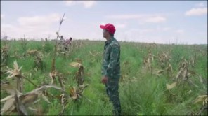 Hàng Tấn Lương Thực Được Mang Về Nông Trại Quang Linh Farm (phần 13)