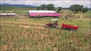 Hàng Tấn Lương Thực Được Mang Về Nông Trại Quang Linh Farm (phần 15)