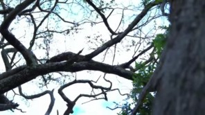Lindo Nảy Sinh Ý Định Trồng Lúa Khi Ghé Thăm Ruộng Lúa Của Nông Trại Mới (phần 1)