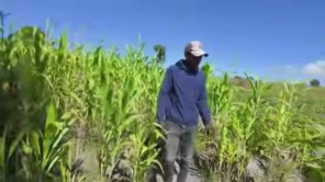 Lindo Nảy Sinh Ý Định Trồng Lúa Khi Ghé Thăm Ruộng Lúa Của Nông Trại Mới (phần 3)