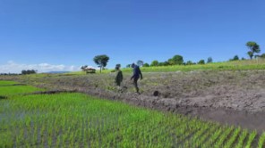 Lindo Nảy Sinh Ý Định Trồng Lúa Khi Ghé Thăm Ruộng Lúa Của Nông Trại Mới (phần 8)