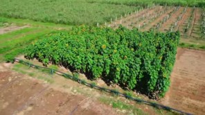 Sự Chuẩn Bị Kĩ Lưỡng Cho - Mùa Hạn Kéo Dài- Trong Thời Gian Tới (phần 1)