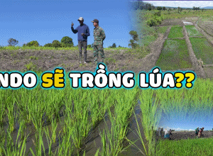Lindo Nảy Sinh Ý Định Trồng Lúa Khi Ghé Thăm Ruộng Lúa Của Nông Trại Mới (phần 9)