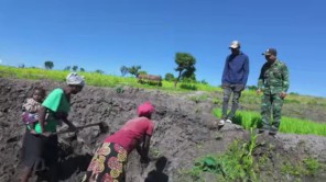 Lindo Nảy Sinh Ý Định Trồng Lúa Khi Ghé Thăm Ruộng Lúa Của Nông Trại Mới (phần 10)