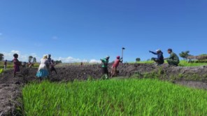 Lindo Nảy Sinh Ý Định Trồng Lúa Khi Ghé Thăm Ruộng Lúa Của Nông Trại Mới (phần 11)