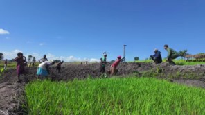 Lindo Nảy Sinh Ý Định Trồng Lúa Khi Ghé Thăm Ruộng Lúa Của Nông Trại Mới (phần 12)