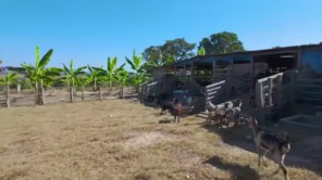 Tình Hình Chăn Nuôi Tại Quang Linh Farm Vào Mùa Khô - Có Như Lời Đồn (phần 1)