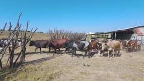 Tình Hình Chăn Nuôi Tại Quang Linh Farm Vào Mùa Khô - Có Như Lời Đồn (phần 2)