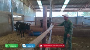 Tình Hình Chăn Nuôi Tại Quang Linh Farm Vào Mùa Khô - Có Như Lời Đồn (phần 4)