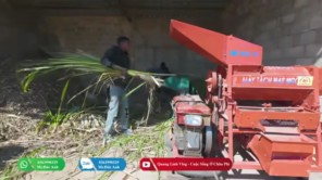 Tình Hình Chăn Nuôi Tại Quang Linh Farm Vào Mùa Khô - Có Như Lời Đồn (phần 6)