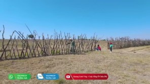 Tình Hình Chăn Nuôi Tại Quang Linh Farm Vào Mùa Khô - Có Như Lời Đồn (phần 7)